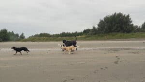 Ritthem strand