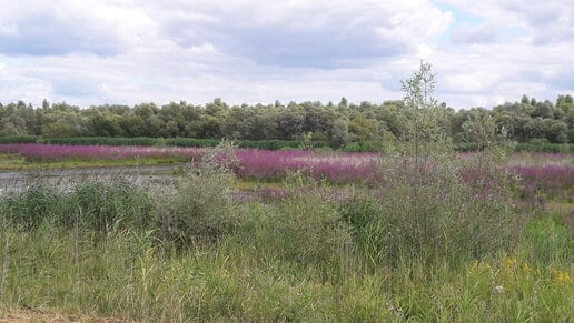 Rondje Biesbosch