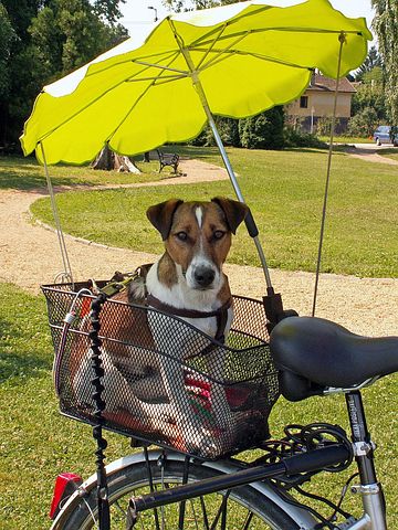 Kamperen met hond in Nederland