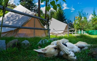 Kamperen met hond in Nederland